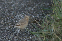 Izabeltapuit 4-Schiermonnikoog 24-10-2021