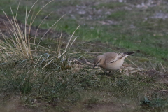 Izabeltapuit 4-Texel 11-10 2020