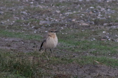 Izabeltapuit 5-Texel 11-10 2020