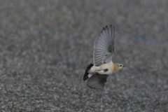 Izabeltapuit-Schiermonnikoog 23-10-2021