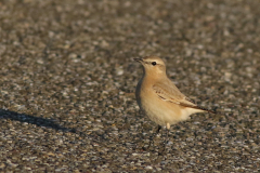 Izabeltapuit-Schiermonnikoog 24-10-2021