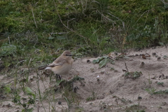 Izabeltapuit-Texel 11-10 2020