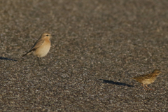 Izabeltapuit en Graspieper-Schiermonnikoog 24-10-2021