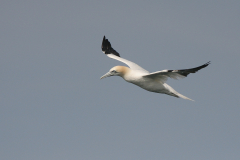 Jan van gent, adult  11-Noordzee 23-9-2007