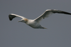 Jan van gent, adult  15-Noordzee 23-9-2007