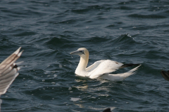 Jan van gent, adult  16-Noordzee 23-9-2007