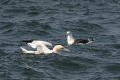 Jan van gent, adult  17-Noordzee 23-9-2007