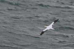 Jan van gent, 3e of 4e kj.  2-Noordzee 5-11-2017