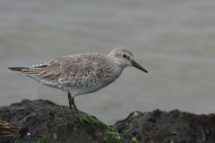 Kanoet 2-Noord-Holland 12-4-2013