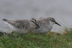 Kanoet, 1e kj.-Lauwersoog 22-10-2014