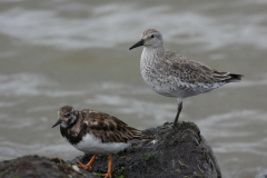 Kanoet en Steenloper-Noord-Holland 12-4-2013