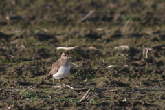 Kaspische plevier 1 Groningen-kust 10-12-2021