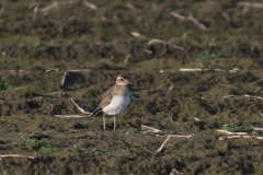 Kaspische plevier 10 Groningen-kust 10-12-2021