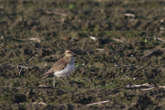 Kaspische plevier 12 Groningen-kust 10-12-2021