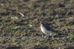 Kaspische plevier 16 Groningen-kust 10-12-2021