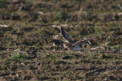 Kaspische plevier 17 Groningen-kust 10-12-2021