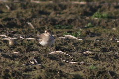 Kaspische plevier 19 Groningen-kust 10-12-2021