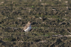 Kaspische plevier 2 Groningen-kust 10-12-2021