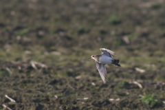 Kaspische plevier 3 Groningen-kust 10-12-2021