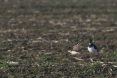 Kaspische plevier 4 Groningen-kust 10-12-2021