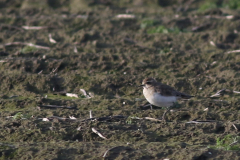 Kaspische plevier 6 Groningen-kust 10-12-2021