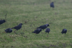 Kauw en Noordse kauw-Drenrthe 16-2-2023