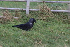 Noordse kauw-Texel 9-10-2014