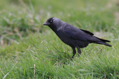 Noordse kauw-Zuidlaardermeergebied 8-4-2015