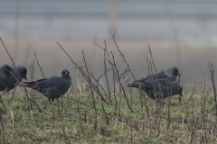 Noordse kauw en Kauw 1-Friesland 2-2-2011