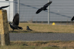 Noordse kauw en Kauw-Eemshaven 28-12-2013