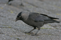 Kauw 1-Lauwersoog 7-12-2008 b