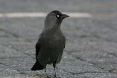 Kauw-Lauwersoog 7-12-2008