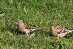 Keep, ♀ en ♂  1-Texel 11-10-2010