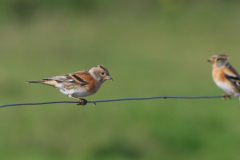 Keep, ♀ en ♂  1-Vlieland 6-10-2012