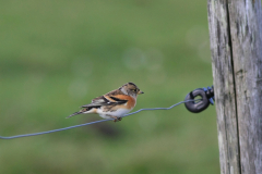 Keep, ♀   2-Vlieland 6-10-2012