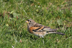 Keep, ♂  4-Texel 11-10-2010