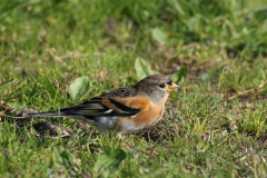 Keep, ♂ -Texel 11-10-2010