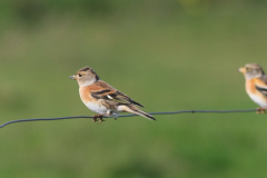 Keep, ♀ en ♂ -Vlieland 6-10-2012