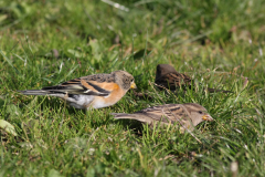 Keep, ♂  en Huismus 1-Texel 11-10-2010