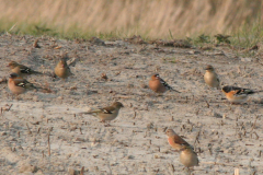 Vink, Keep, ♂  en Kneu-Eemshaven 9-4-2008