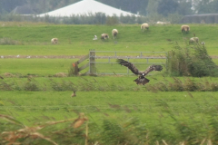 Keizerarend 4e kj. 5-Overijssel 4-10-2017