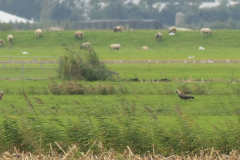 Keizerarend 4e kj. Overijssel 4-10-2017