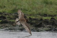 Kemphaan, ♂  Lauwersmeer 3-5-2024