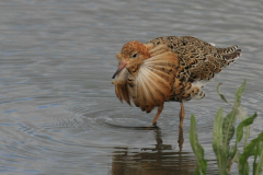 Kemphaan, ♂  1-Lauwersmeer 20-6-2014