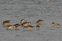 Kemphaan 1-Lauwersmeer 27-4-2011