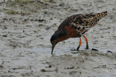 Kemphaan, ♂  1-Lauwersmeer 4-5-2014