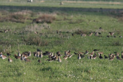 Kemphaan 1-Zuidlaardermeergebied 18-4-2014 b