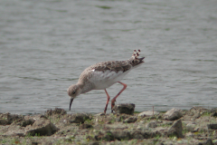 Kemphaan-Lauwersmeer 24-7-2004