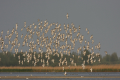 Kemphaan-Lauwersmeer 27-4-2011