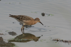 Kemphaan, juv.-Lauwersmeer 29-8-2012